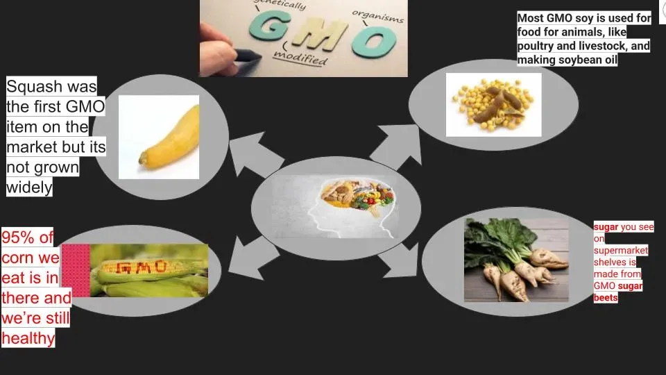 Graphic designed by Chicago high school students reflects key statistics about GMOs that defend their response to the question, "can a healthy diet include GMOs?"